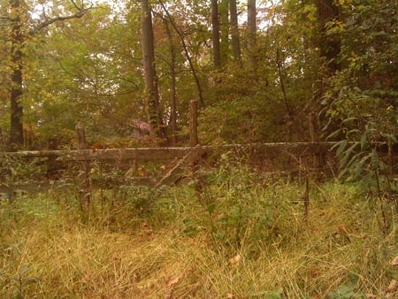 fence - fall, grass, trees, fence