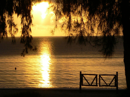 sunset - nature, view, tree, sunset, sea