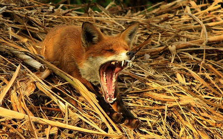 fox - mean, animal, fox, photography, wild