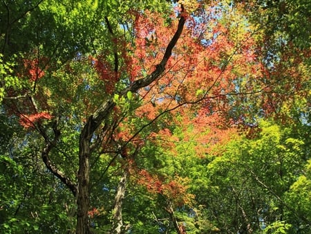 Autumn Landscape - season, autumn, landscape, trees, nature, view, beautiful, leaves, scenery