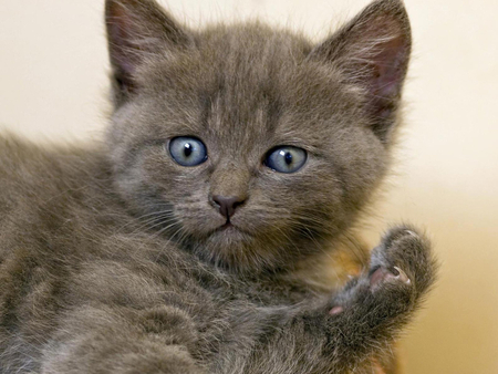 Grey kitten - sweet cat, animal, kitten, feline