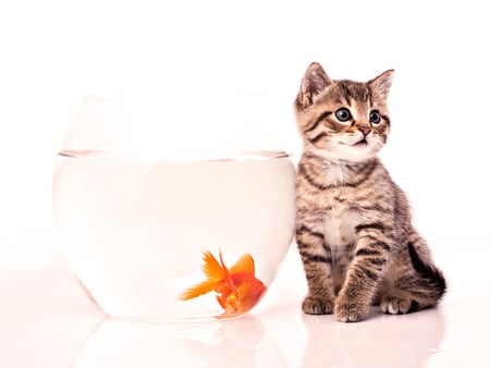 Kitten and fish - bowl, sweet cat, animal, feline, fish, kitten