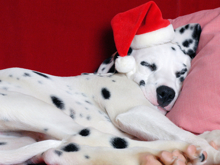 Dalmatian with Santa's hat - hat, dog, friend, christmas, santa, animal, holiday, puppy, dalmatian