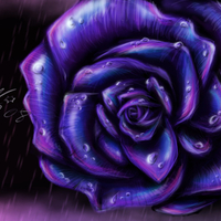 Purple Rose