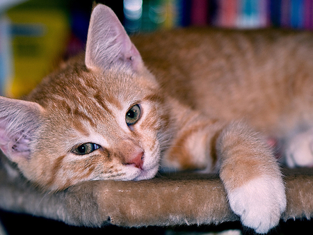 Cat resting - pet, animal, kitten, feline, friend, cat