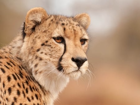 Cheetah - cheetah, animal, feline, wild, wildlife