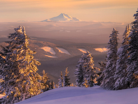 Sunset lights - forest, tree, sunset, mountain, snow