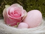 Pink rose and eggs