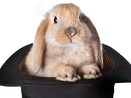 Bunny in hat - animal, rodent, hat, sweet, bunny