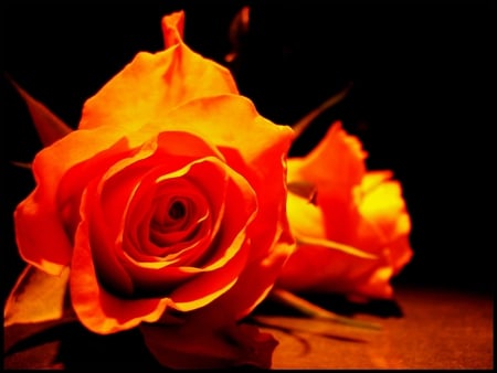 Orange Roses - nature, photography, beautiful, rose, flower