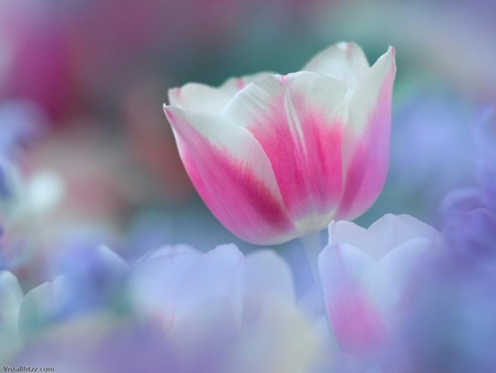 Delicate flower - delicate, flower, nature, tulip