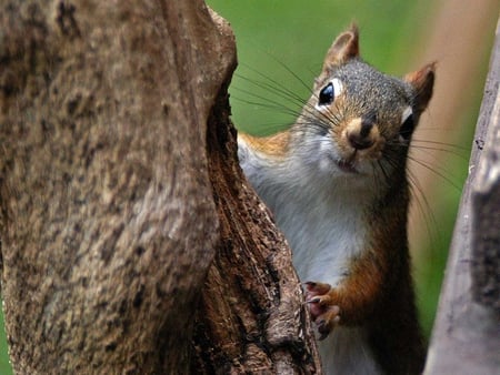 Can I Come - nose, tree, squirrel, bark