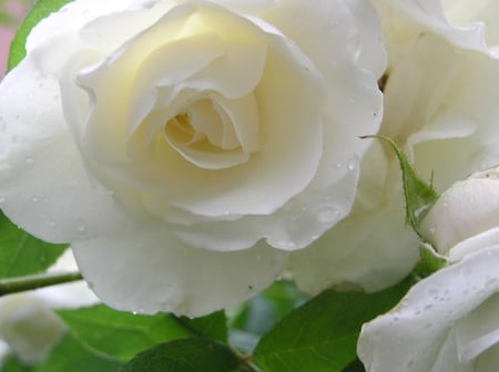 White Rose - love, purity, thorns, petals, romance, leaves, rose