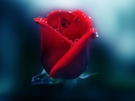 Dew on Rose - love, thorns, rose, dew, bud, hd, romantic, red, petals, romance