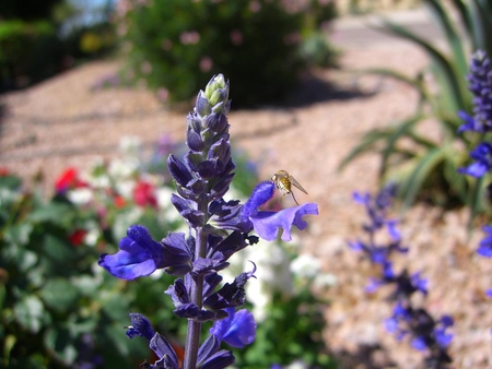 Hovering Bee - flower, purple, bee, dirt