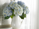 Blue Hydrangea