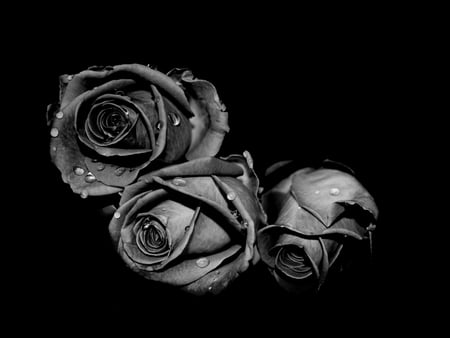 Black nWhite Rose's - roses, black, white, dew petals, stems, love, thorns