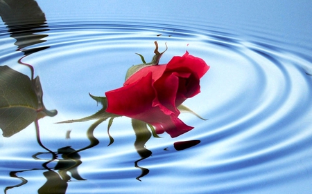 Rose Red - water, rose, red, waves