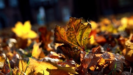 autumn leaves - nature, colorful, beauty, photography