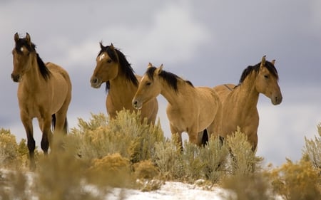 four horses - animal, nature, photography, horse, wild