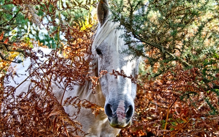 through the trees - nature, autumn, fall, horse, photography, animal