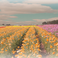 flower fields