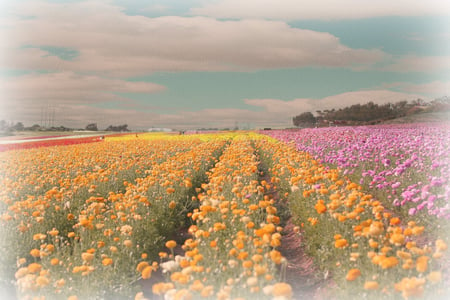 flower fields - image, flower, fields, nature