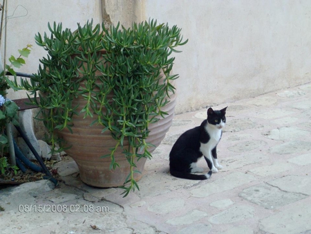 Cat - white, black, cute, cat