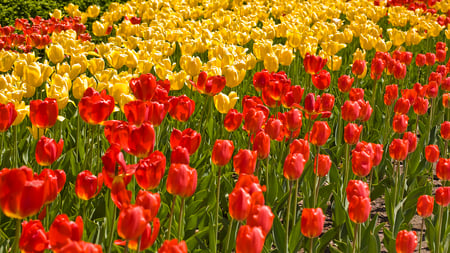 Tulip By Tulip Remind me of You, ..... - beauty, landscape, tulips, field, nature, view, yellow, beautiful, red, flowers, garden, scene