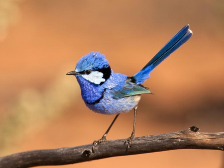 Blue Beauty - beauty, tiny, branch, blue, beautiful, lovely, small, cute