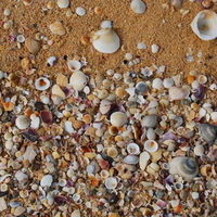 SEA SHELLS ON THE SEA SHORE