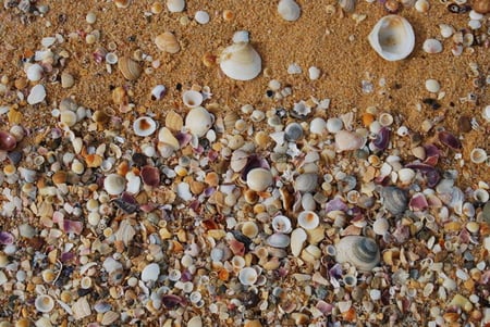 SEA SHELLS ON THE SEA SHORE - shells, shore, sand, beach