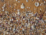 SEA SHELLS ON THE SEA SHORE