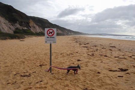 POOR LITTLE FELLOW - sign, beach, sand, dog