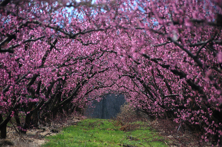 pink archway - beauty, nature, trees, pink, photography, flowers