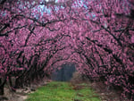 pink archway