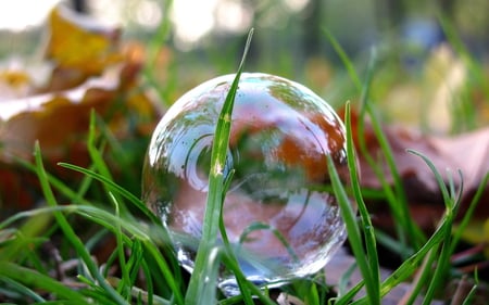 pop - nature, pretty, photography, colorful, green, grass, bubble