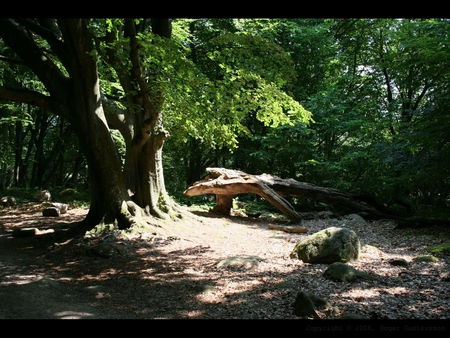 Bench - bench, trees, light, forest