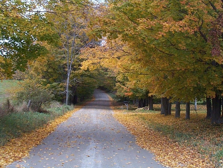 Take a Ride - leaves, forest, trees, road