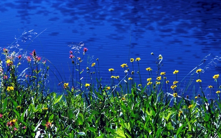 Little Flowers - flowers, water, colors, grass