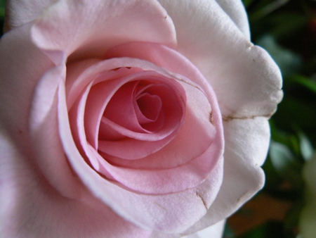 Just Pink - rose, flower, petals, pink