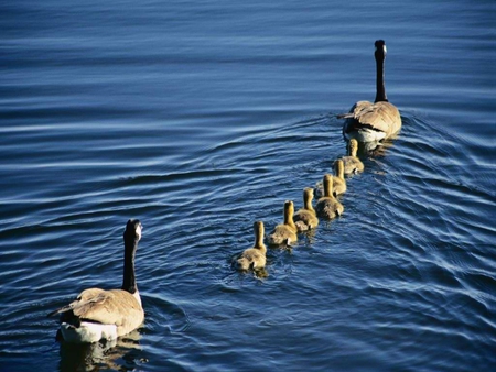 Family Out For The Morning - water, ducks, ducklings, family