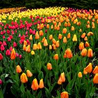 Tulips