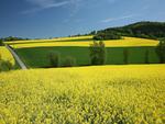 Rapeseed-field