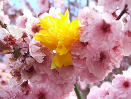 the_odd_one_out - nature, flowers, yellow, pink