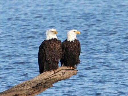 Eagles - beautiful, eagles, cool, picture