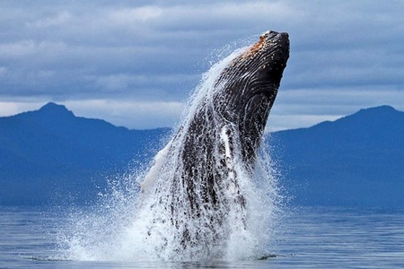 Whale Jump - picture, whale, jump, cool