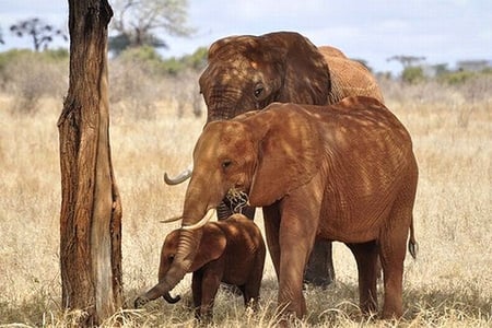 Elephant Family - elephants, picture, cool, family