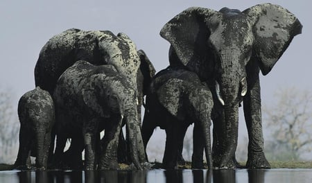 Elephant-in-Namibias. - animal, family, big, elephants