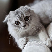 cute kitty